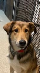 Enlarge Bailey, an adopted Collie in Lead, SD image 5/6