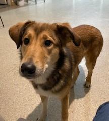 Enlarge Bailey, an adopted Collie in Lead, SD image 1/6