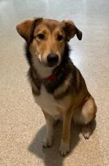 Enlarge Bailey, an adopted Collie in Lead, SD image 3/6