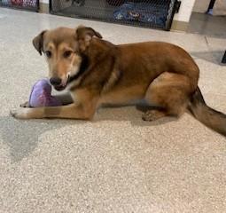 Enlarge Bailey, an adopted Collie in Lead, SD image 2/6