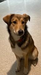 Enlarge Bailey, an adopted Collie in Lead, SD image 4/6