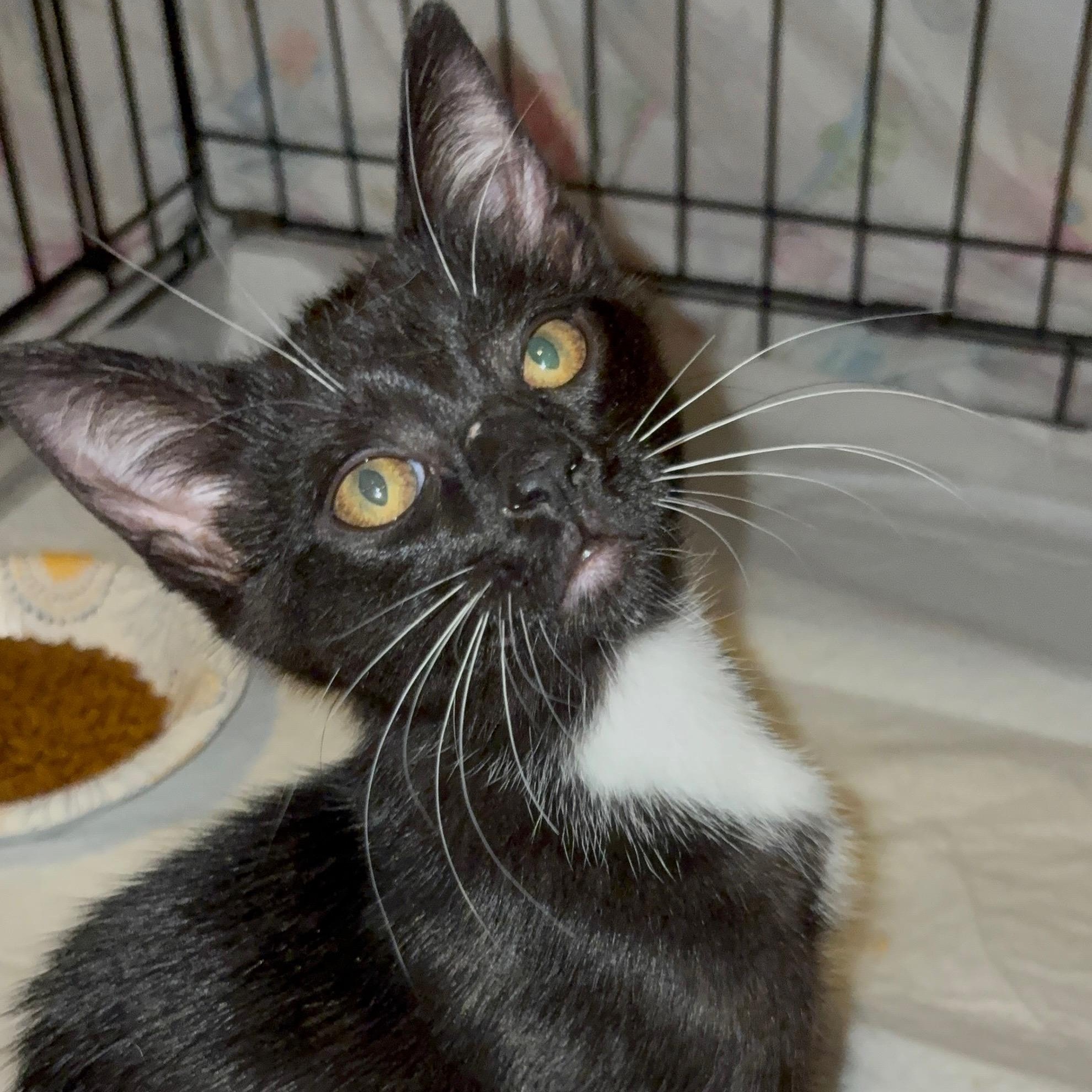 Reverse Osmosis, adopted, Kitten Male Domestic Short Hair.