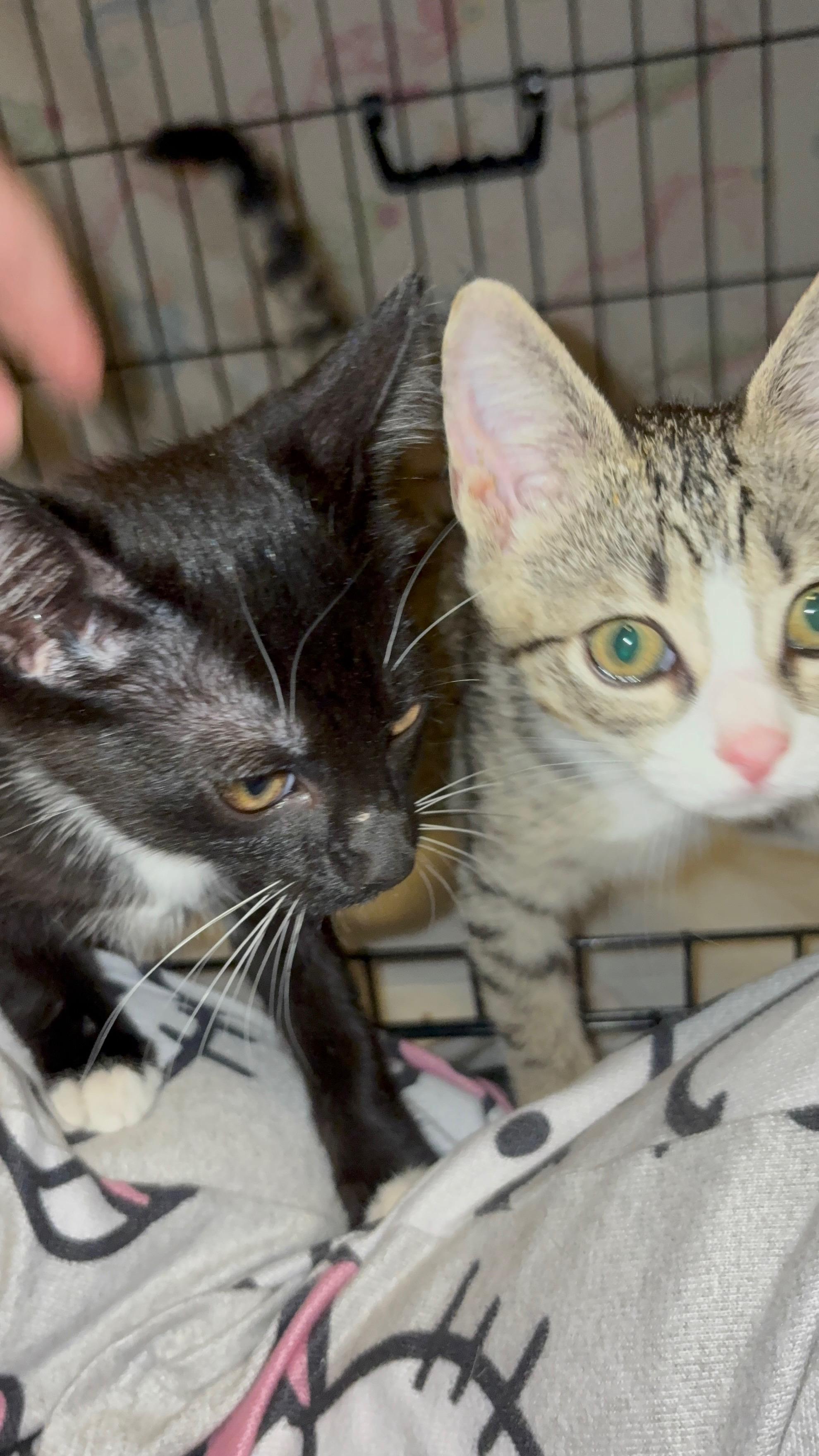 Enlarge Reverse Osmosis, an adopted Domestic Short Hair in LITTLE MOUNTAIN, SC image 2/4
