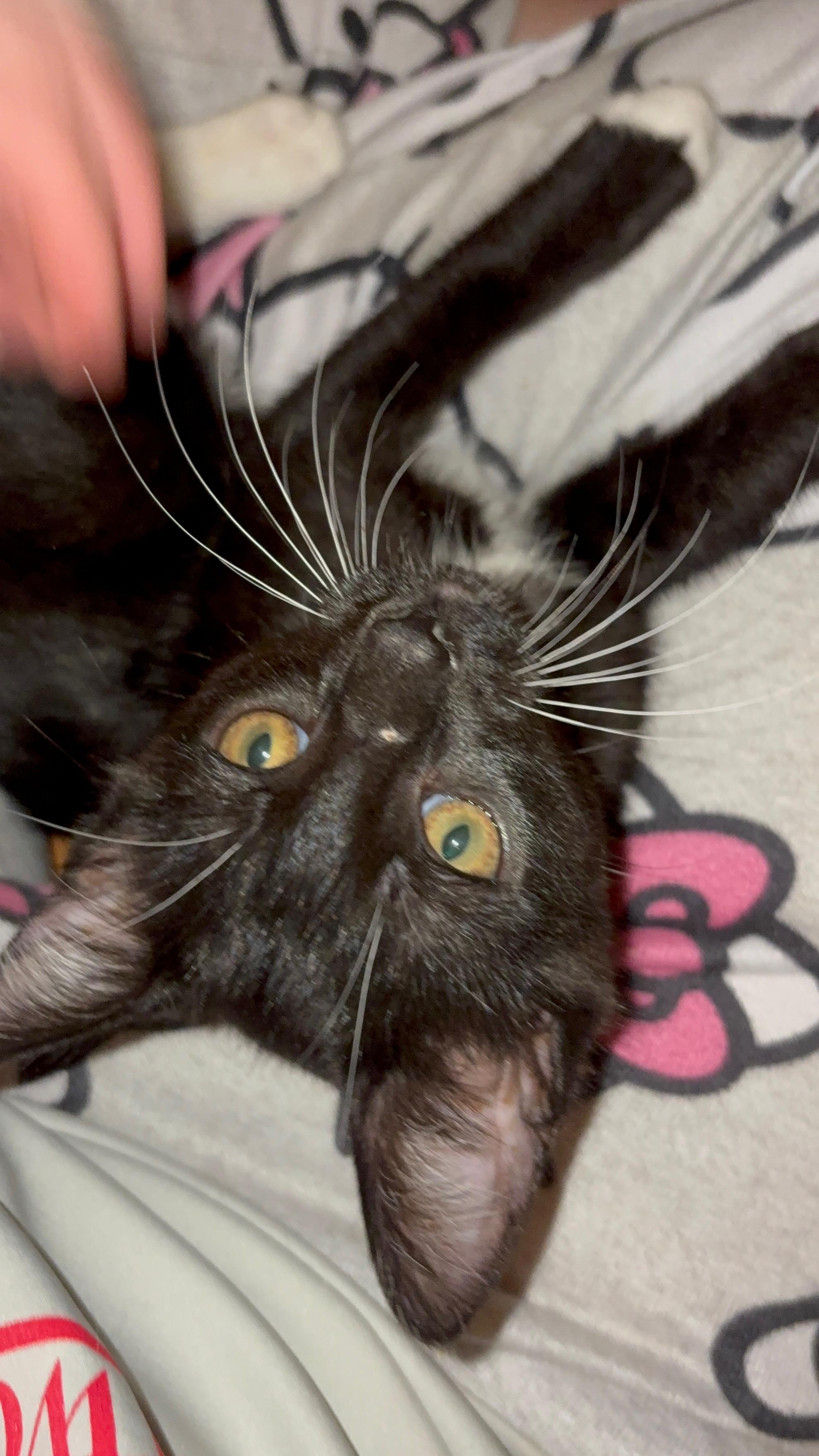 Enlarge Reverse Osmosis, an adopted Domestic Short Hair in LITTLE MOUNTAIN, SC image 4/4