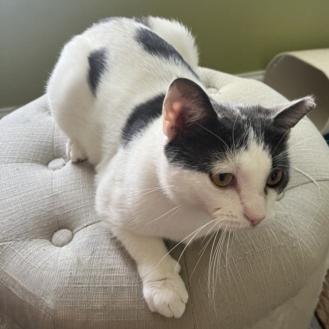 Clementine, a Adoptable Domestic Short Hair in Philadelphia, PA image 5/6