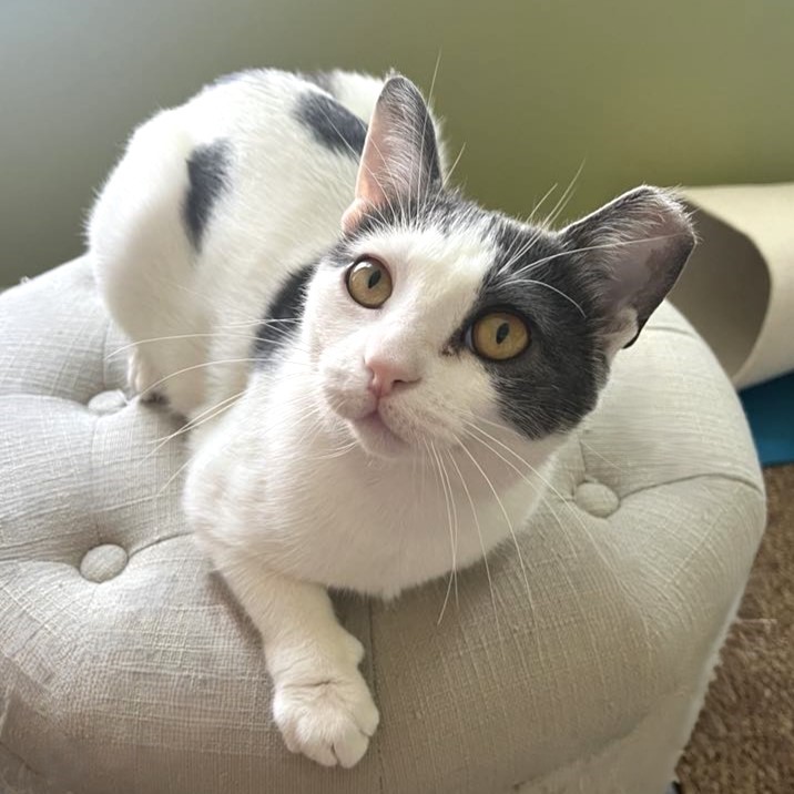 Clementine, a Adoptable Domestic Short Hair in Philadelphia, PA image 2/6