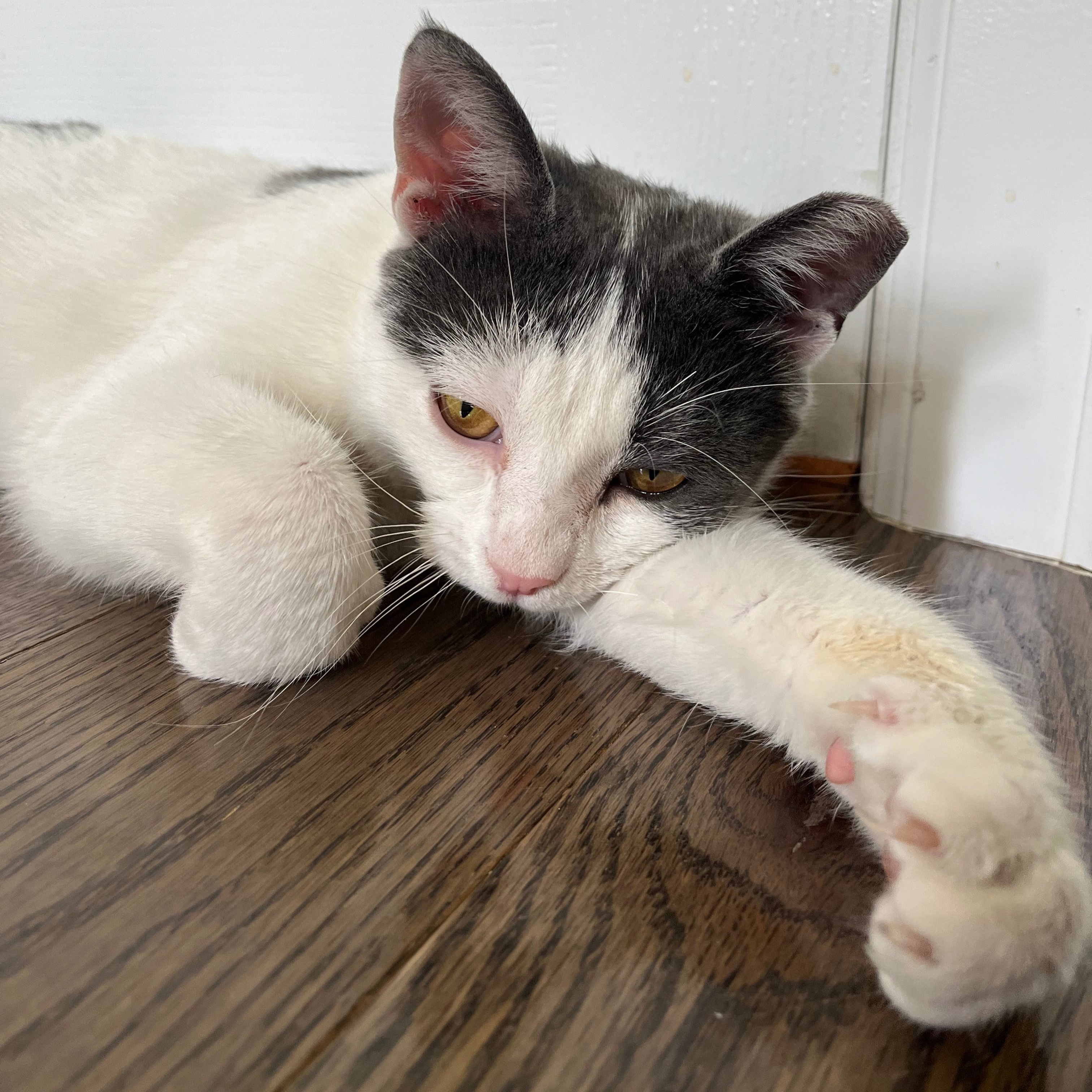 Clementine, a Adoptable Domestic Short Hair in Philadelphia, PA image 1/6