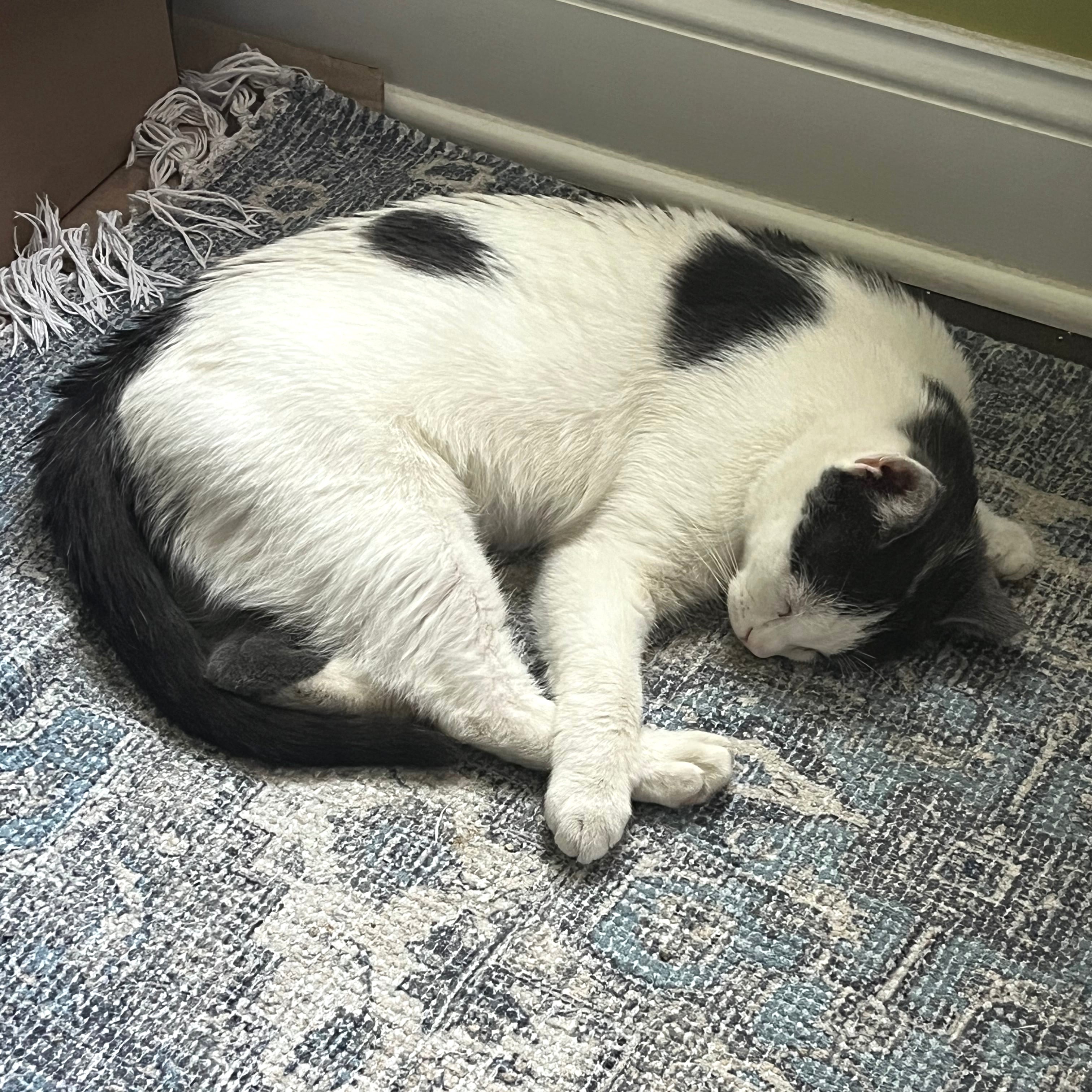 Clementine, a Adoptable Domestic Short Hair in Philadelphia, PA image 6/6