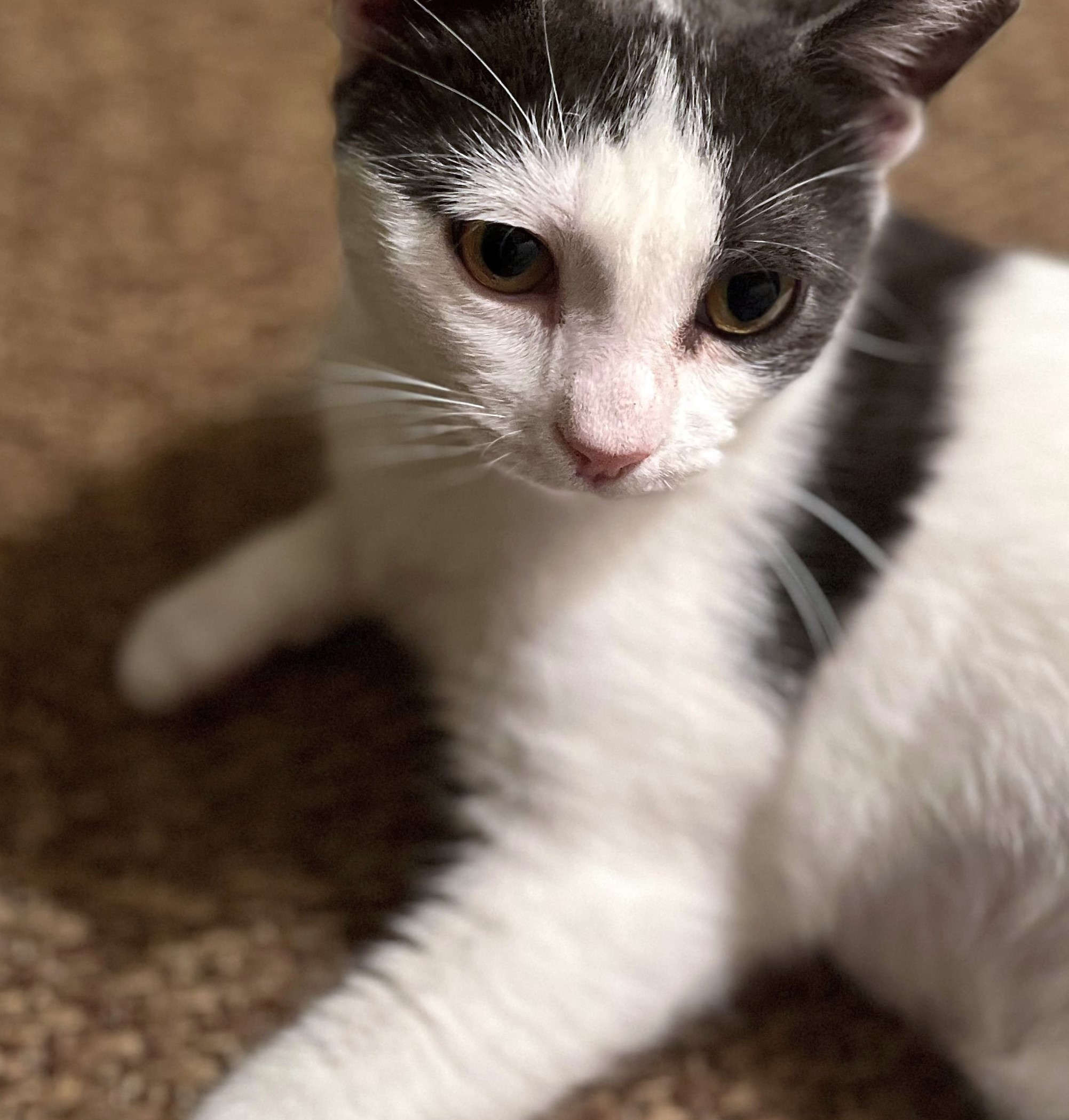 Clementine, a Adoptable Domestic Short Hair in Philadelphia, PA image 4/6