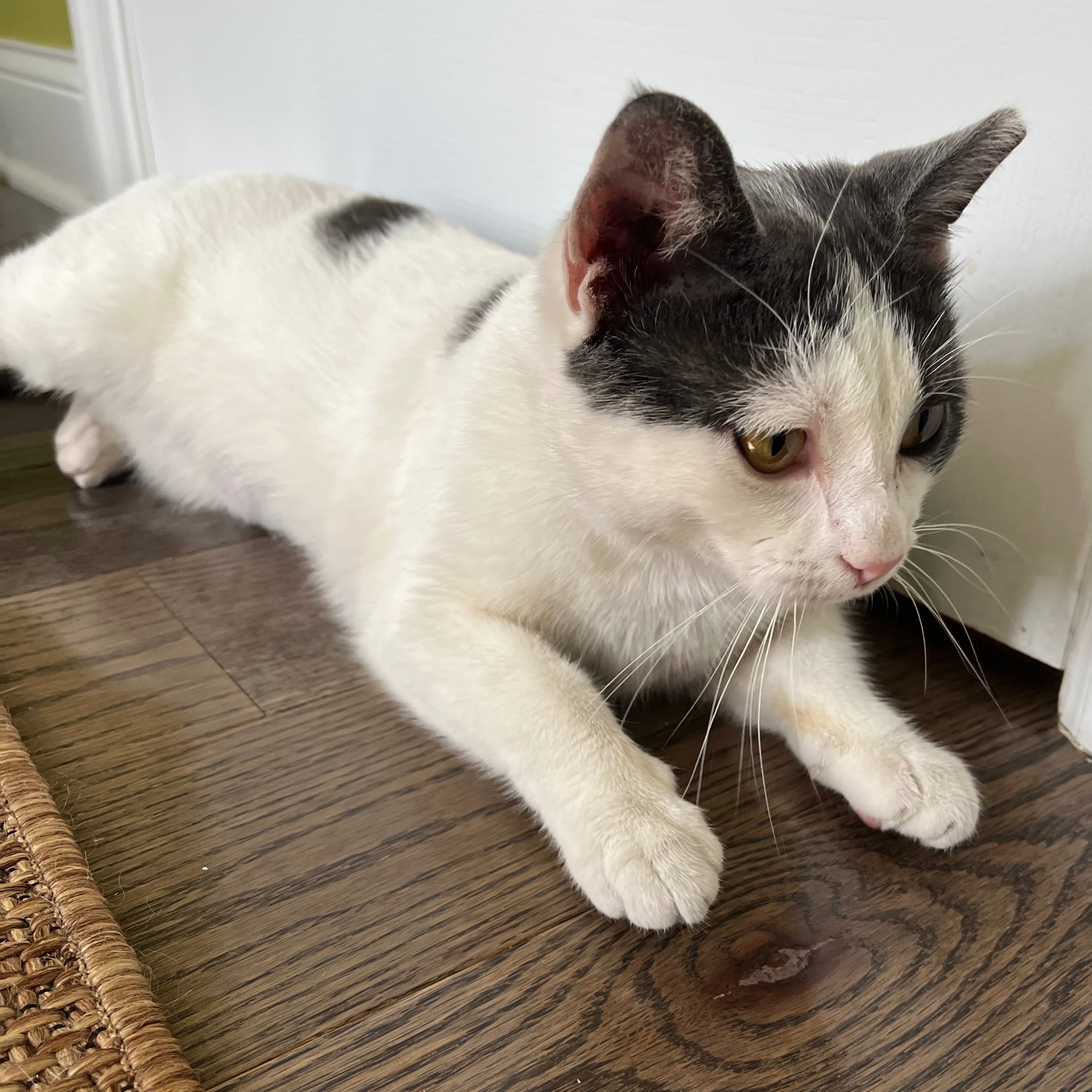 Clementine, a Adoptable Domestic Short Hair in Philadelphia, PA image 3/6