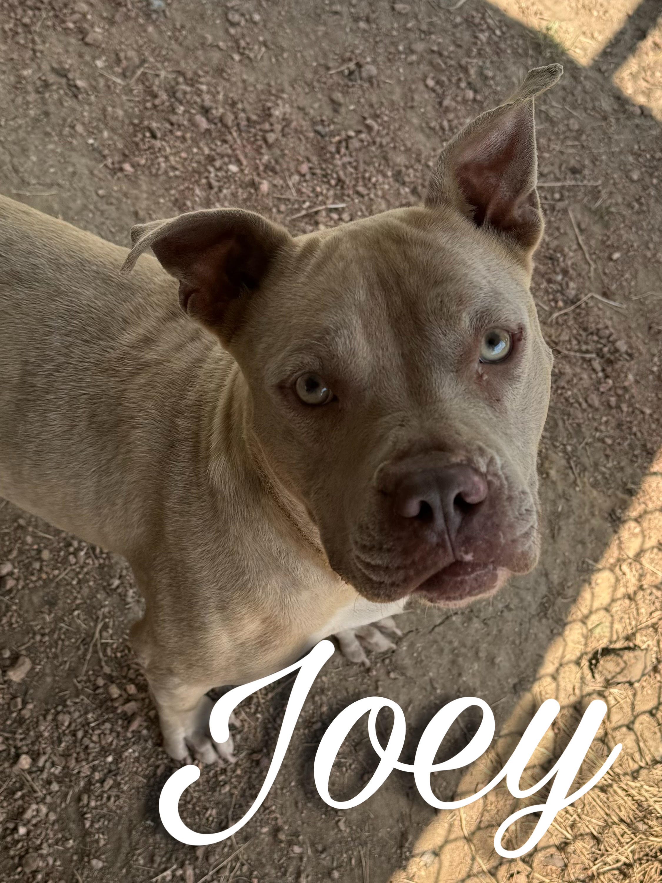 Enlarge Joey, a Adoptable Pit Bull Terrier in Sherman, TX image 1/1