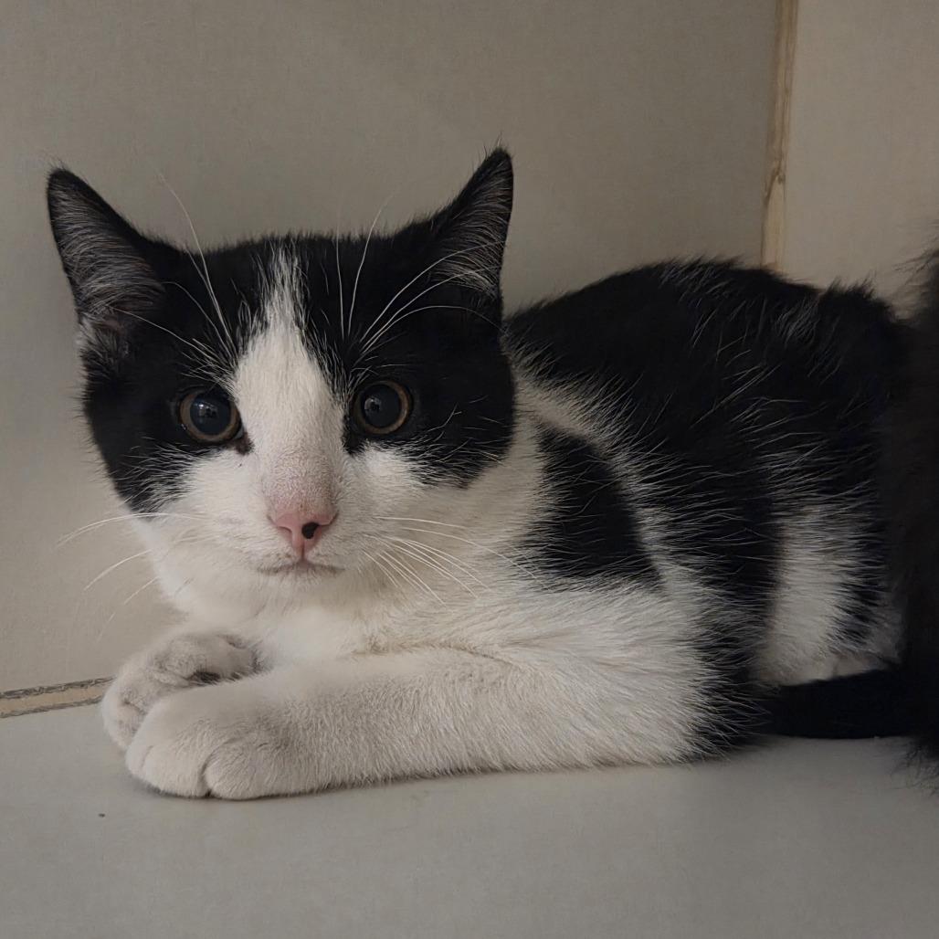 Dexter, Adoptable, Kitten Male Domestic Short Hair.