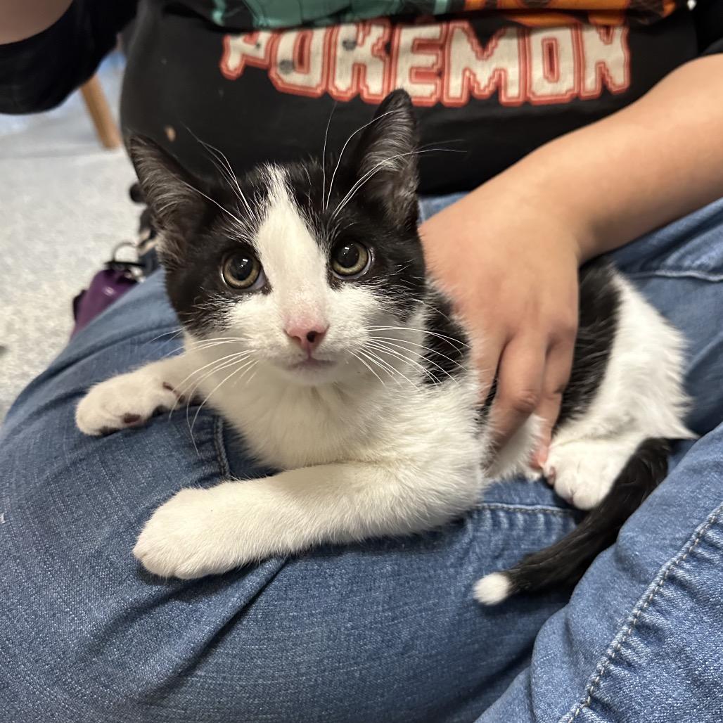 Enlarge Dexter, a Adoptable Domestic Short Hair in Hinsdale, IL image 2/2