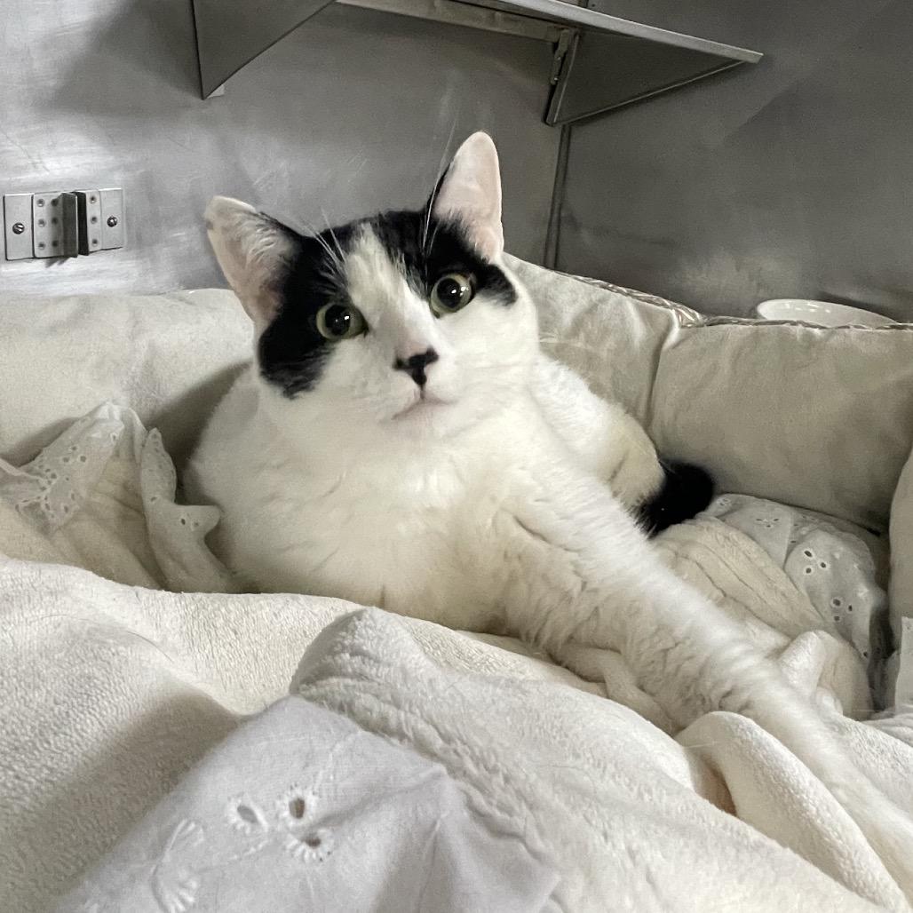Mavis, Adoptable, Adult Female Turkish Van.