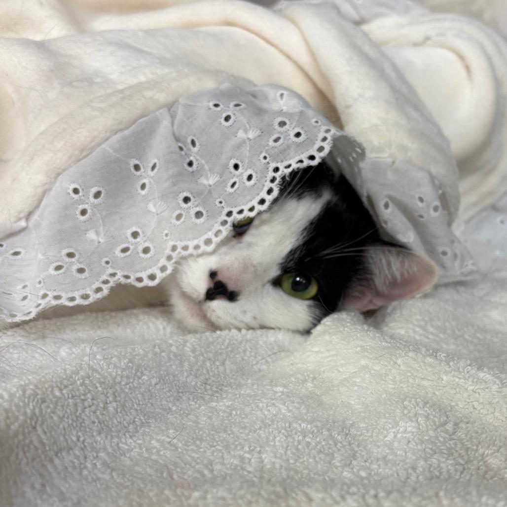 Mavis, a Adoptable Turkish Van in San Jacinto, CA image 2/4