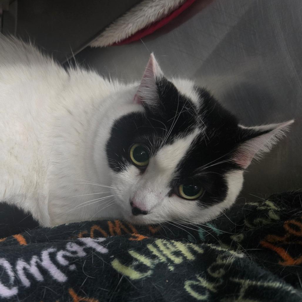 Mavis, a Adoptable Turkish Van in San Jacinto, CA image 3/4