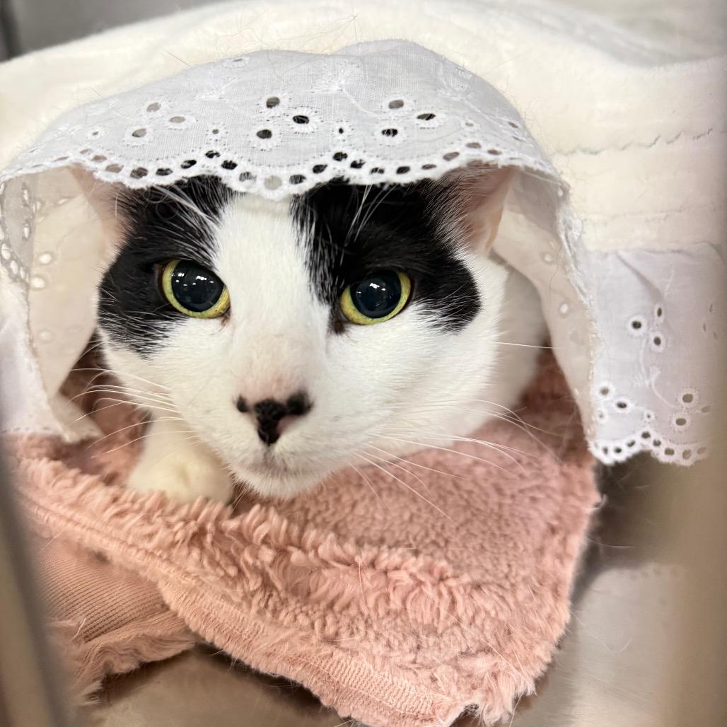 Mavis, a Adoptable Turkish Van in San Jacinto, CA image 4/4