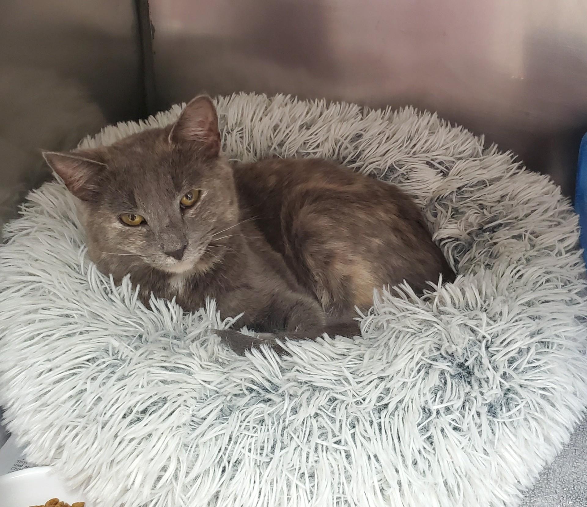 Enlarge Beverly Marsh, an adopted Domestic Short Hair in Altoona, PA image 1/1
