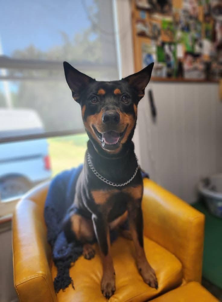 Boomerang, Adopted, Young Male Australian Kelpie & Miniature Pinscher.