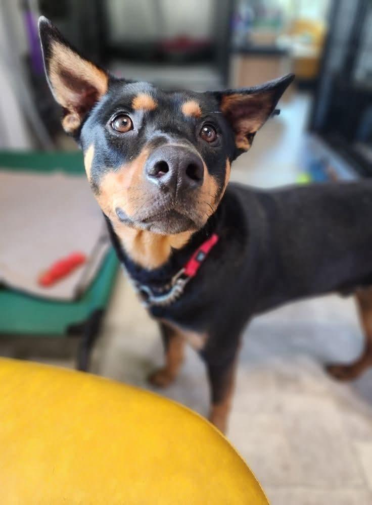 Enlarge Boomerang, a Adopted mixed breed in Statesville, NC image 3/6