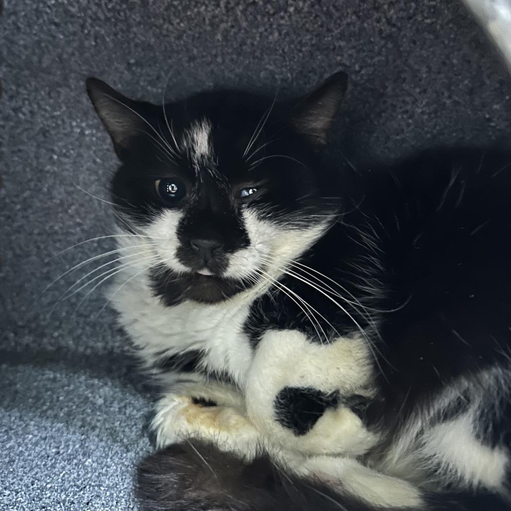 Enlarge Gentry, a Adoptable Domestic Short Hair in Summerville, SC image 1/1