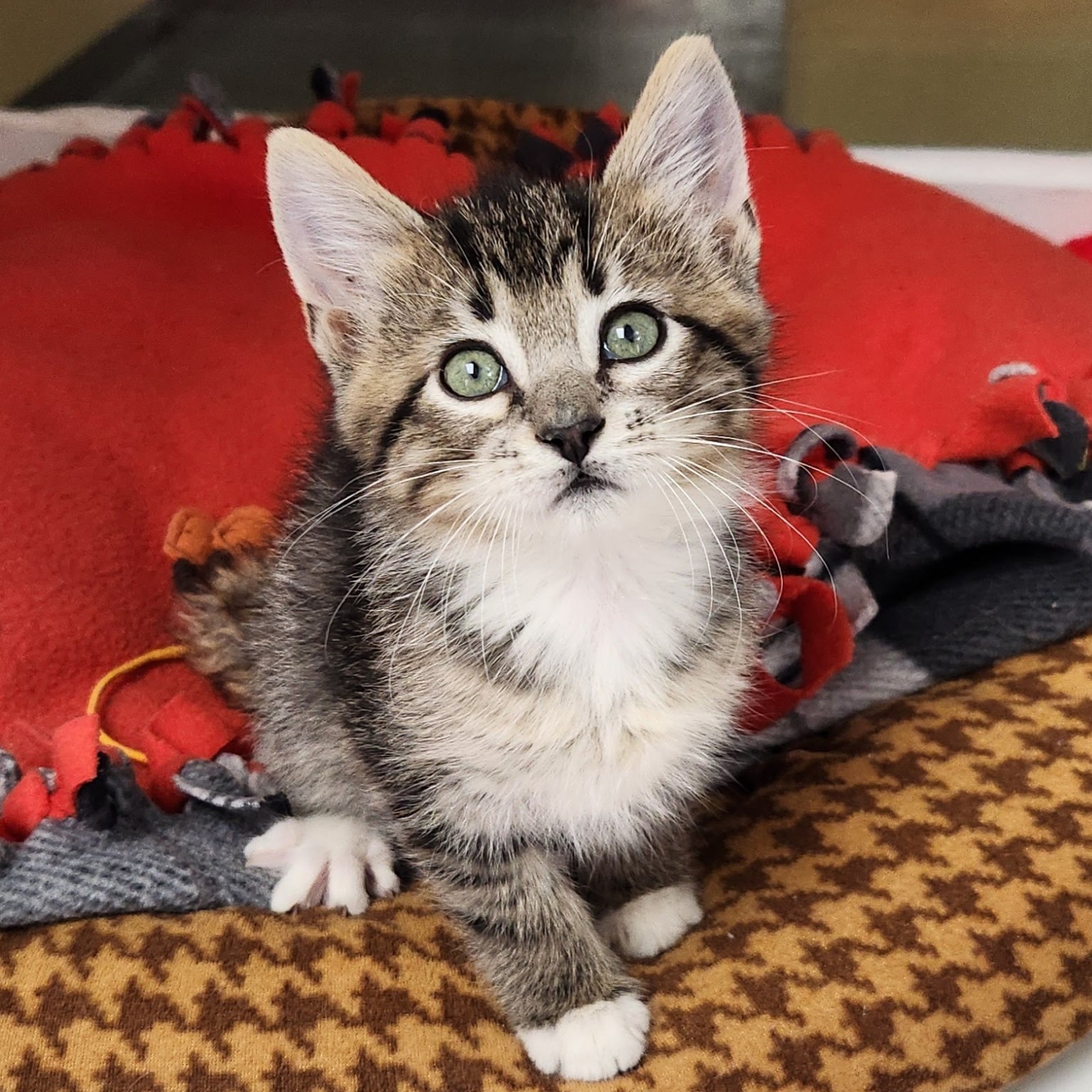 Cat for adoption Beetlejuice, a Domestic Short Hair in Marshfield, WI