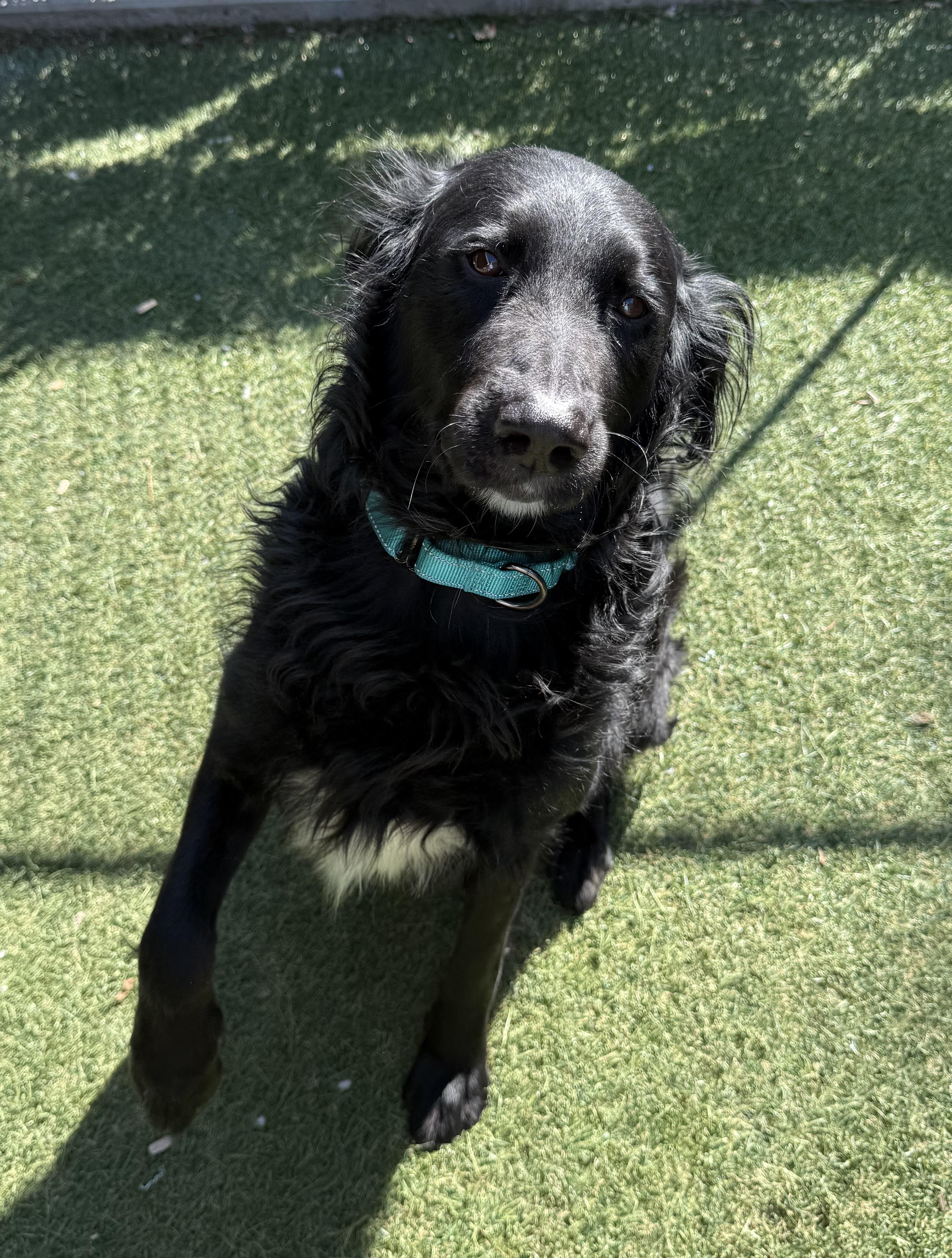 Juno, a ADOPTABLE mixed breed in Sudbury, MA image 2/6