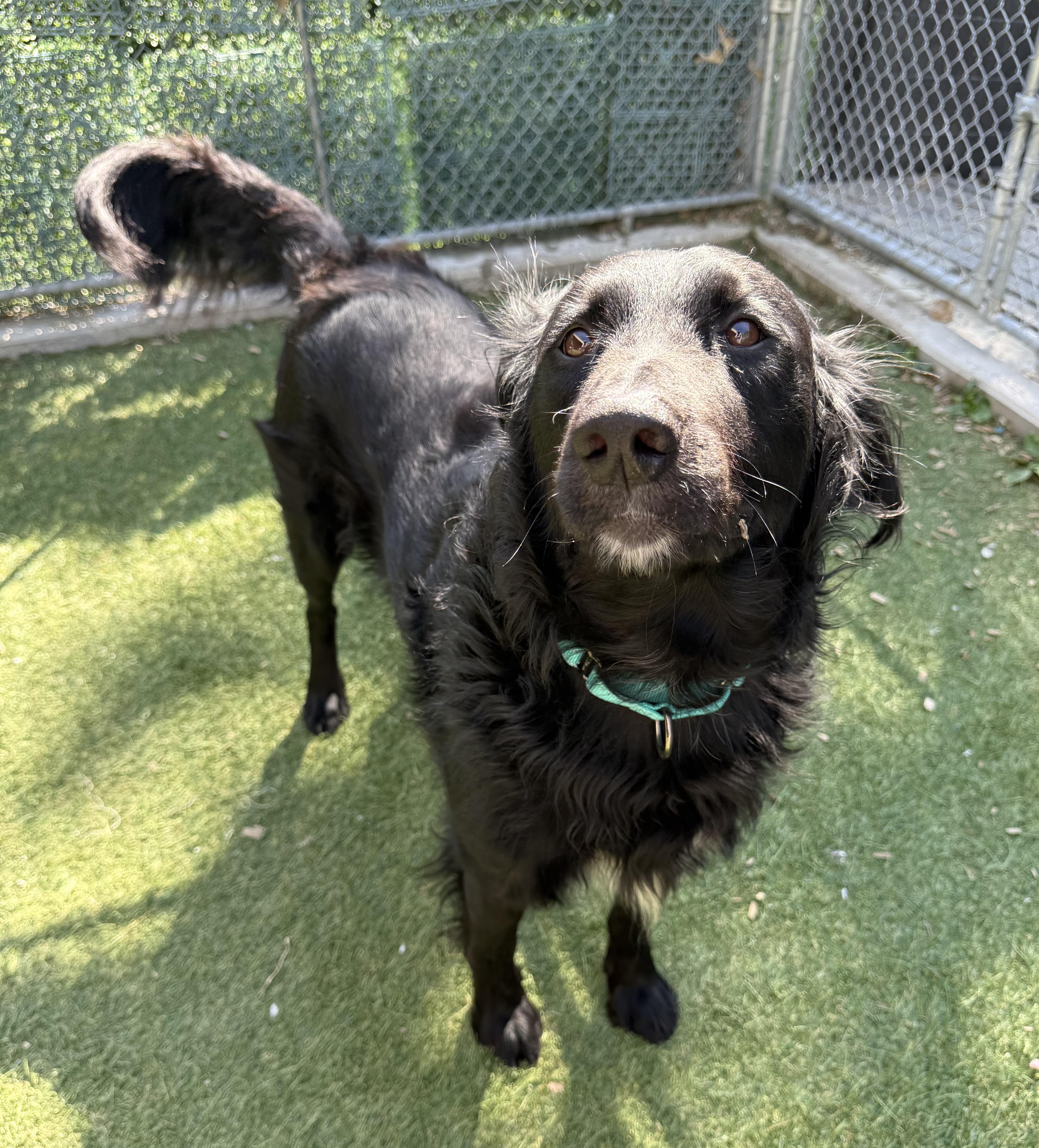 Juno, a ADOPTABLE mixed breed in Sudbury, MA image 6/6