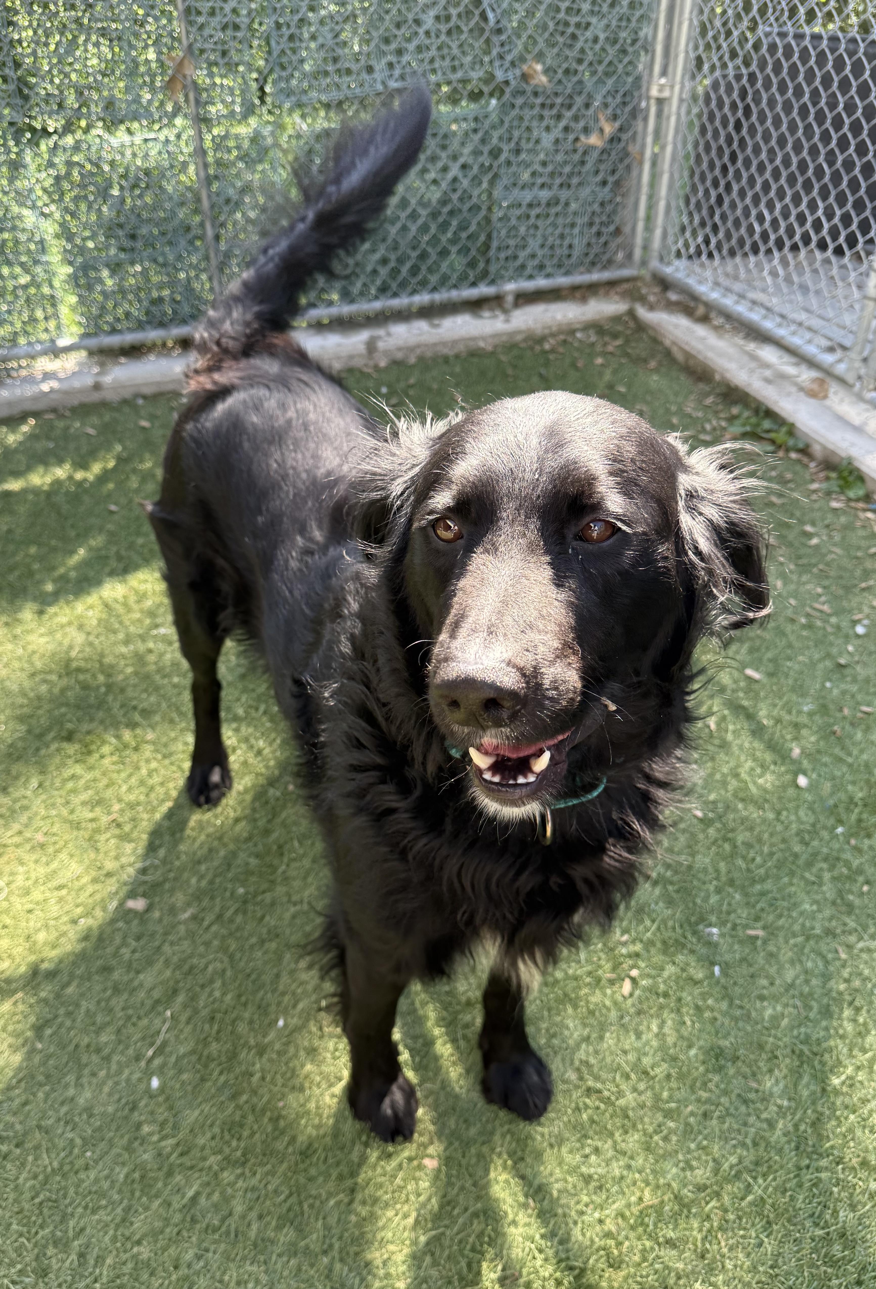 Juno, a ADOPTABLE mixed breed in Sudbury, MA image 4/6