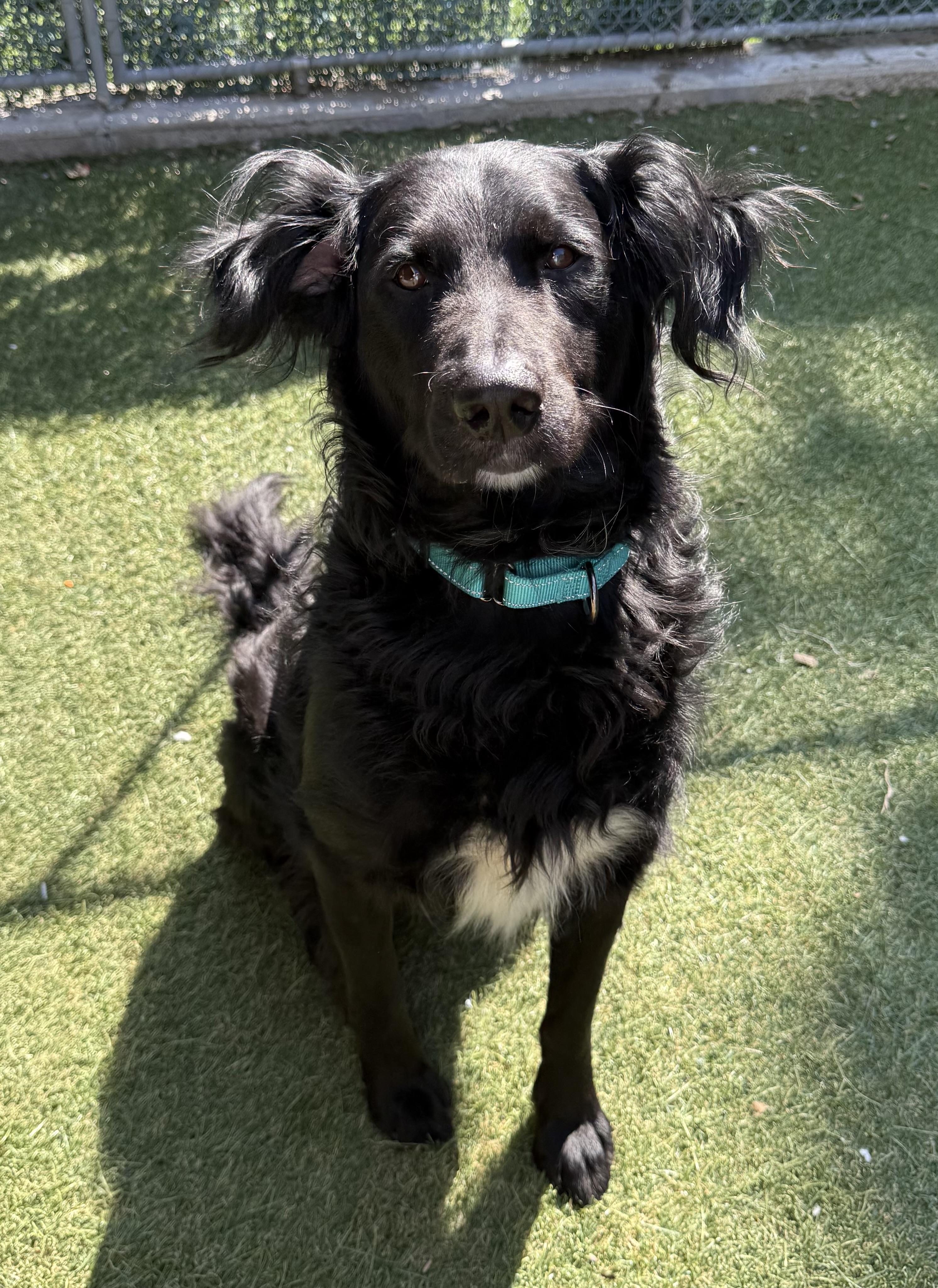 Juno, a ADOPTABLE mixed breed in Sudbury, MA image 5/6