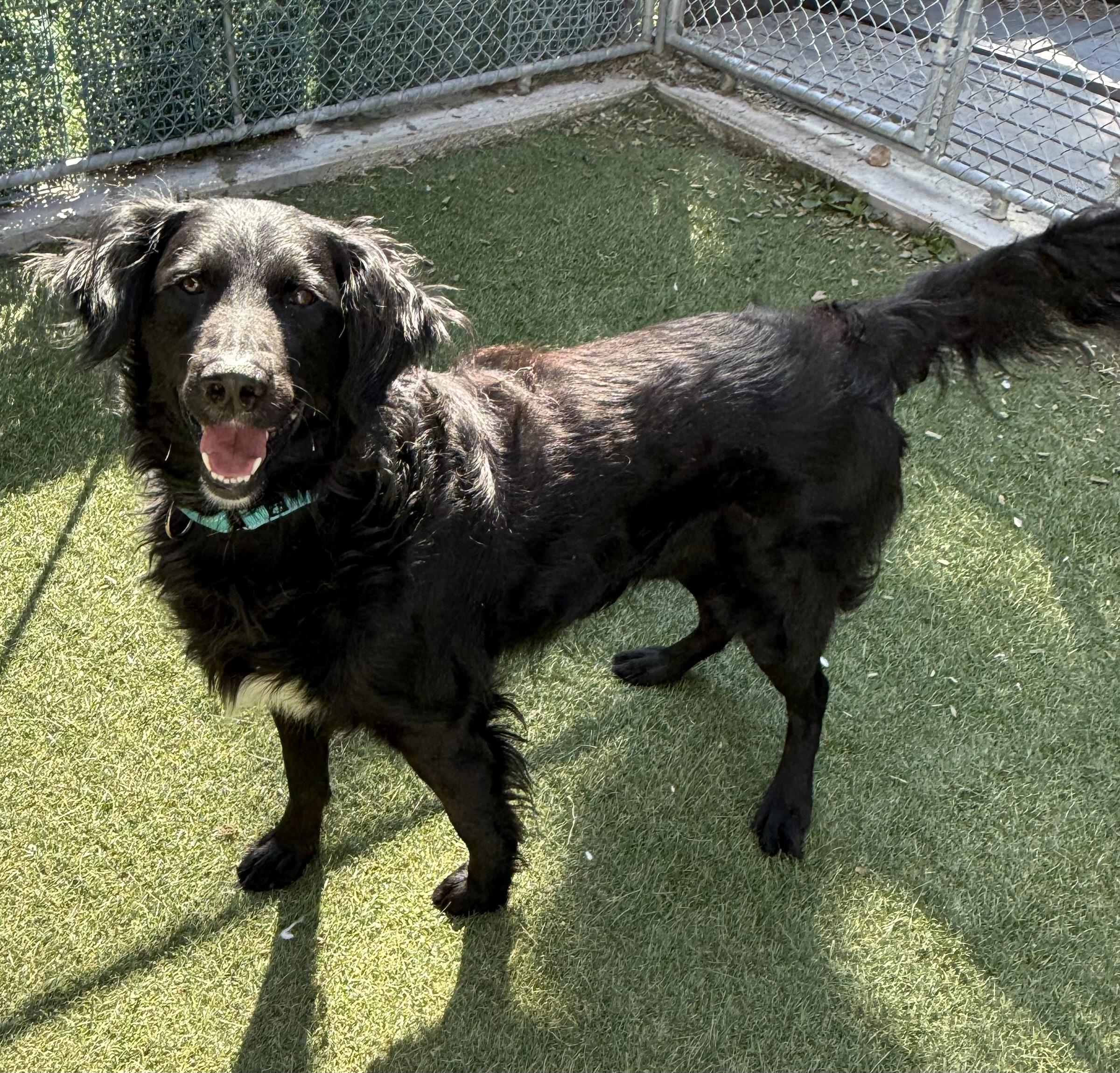 Juno, ADOPTABLE, Adult Female Flat-Coated Retriever.