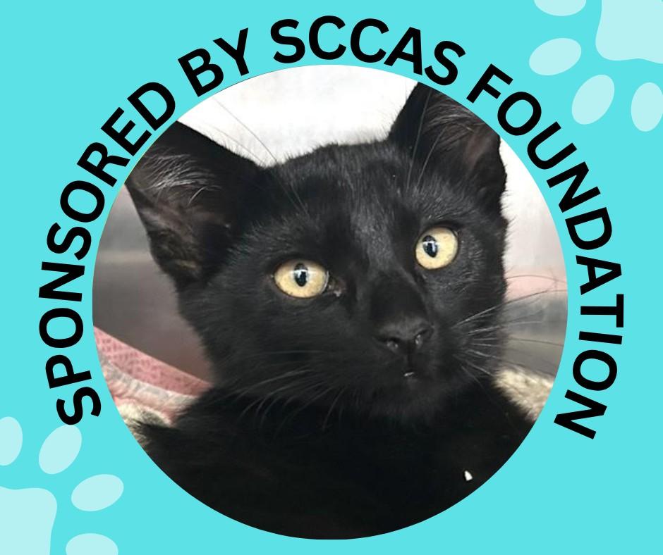 PINE*, Adoptable, Kitten Male Domestic Short Hair.