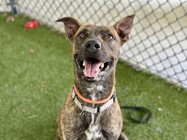 REED, Adoptable, Adult Male Plott Hound.