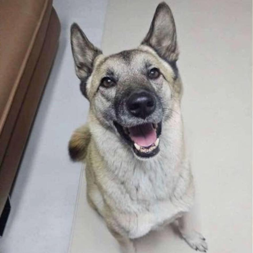 Suho, Adoptable, Adult Male Mixed Breed.