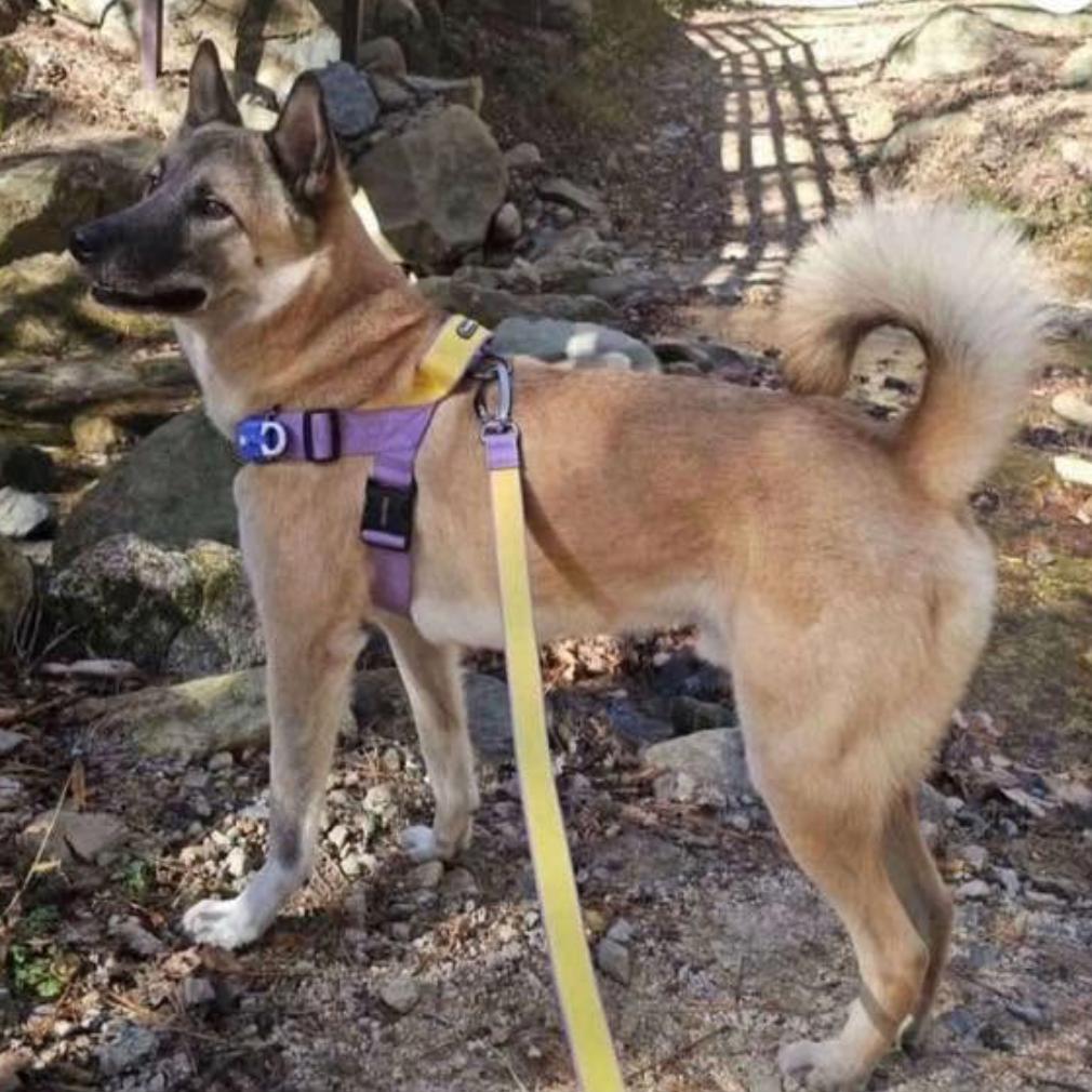 Enlarge Suho, a Adoptable Mixed Breed in Bend, OR image 2/3