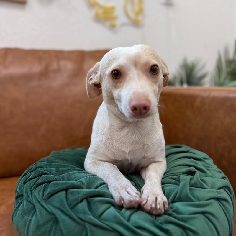 Dog for adoption - Bowser the bundle of love, a Chihuahua &amp; Dachshund ...