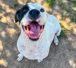 Kyzer, Adoptable, Adult Male Boxer.