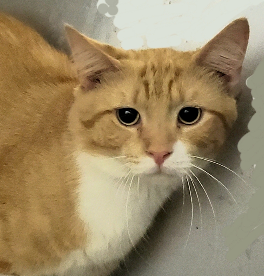 Enlarge Avalon, a Adoptable mixed breed in Glen Ellyn, IL image 2/4