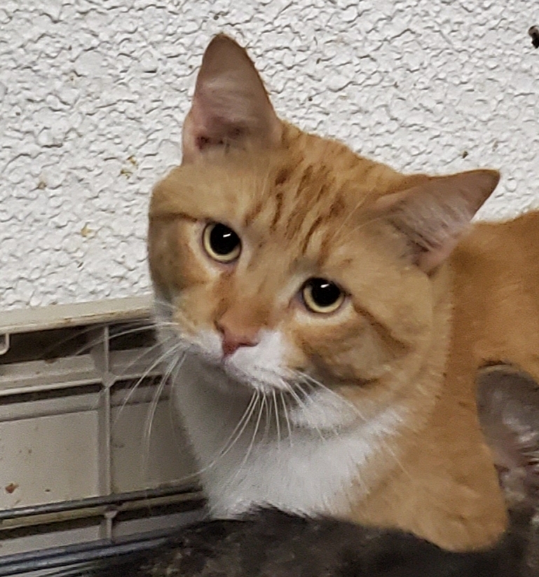 Enlarge Avalon, a Adoptable mixed breed in Glen Ellyn, IL image 4/4