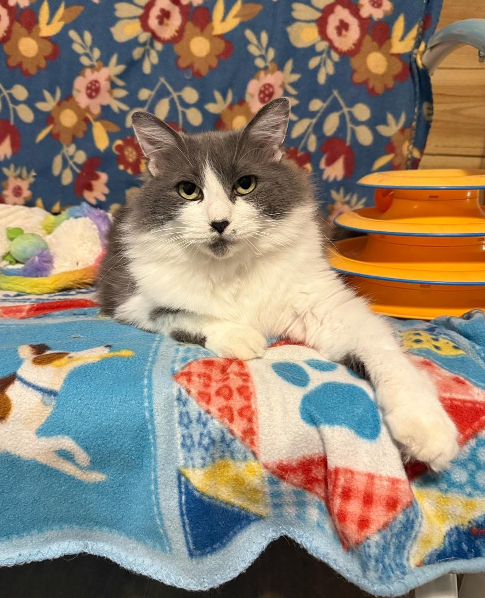 Enlarge Jackie, a Adoptable Domestic Medium Hair in Temecula, CA image 1/1