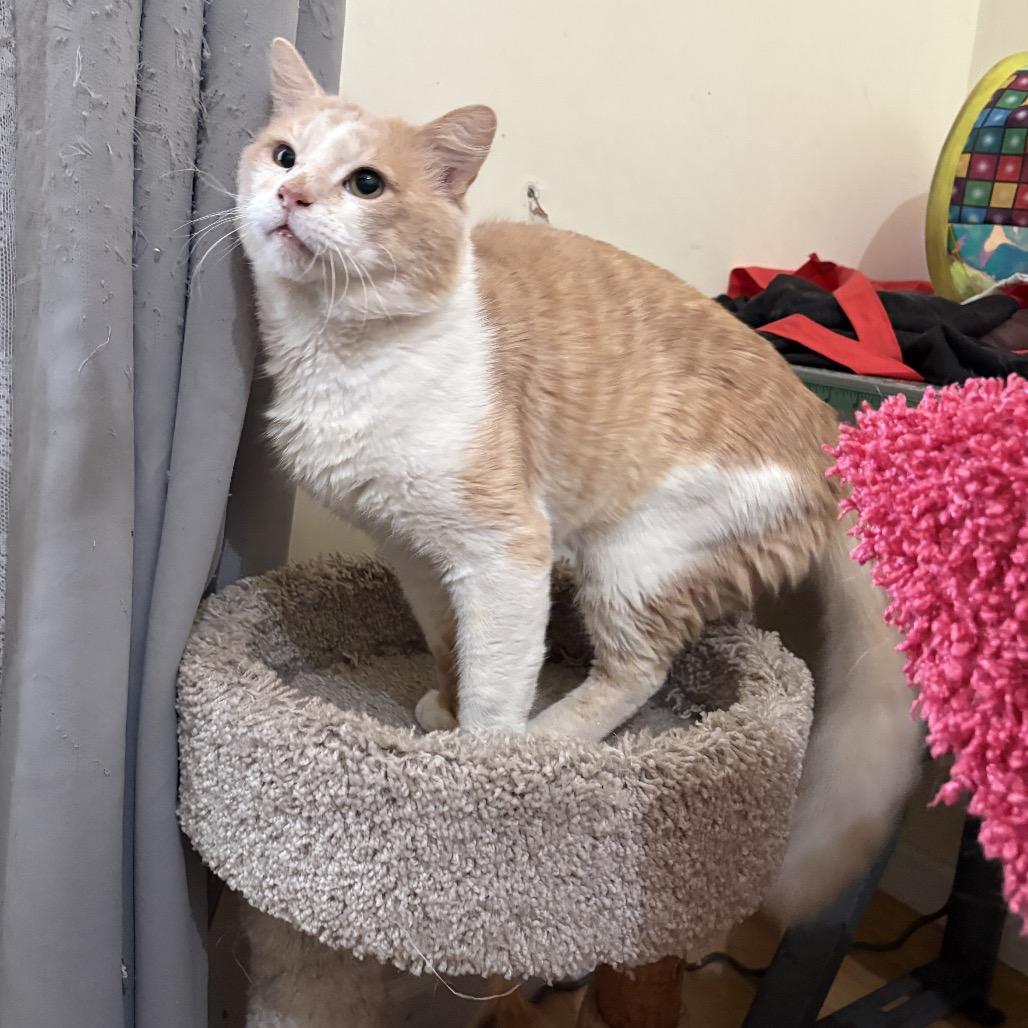 Tails — thumbnail 2