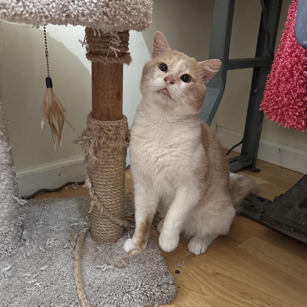 Tails — thumbnail 3