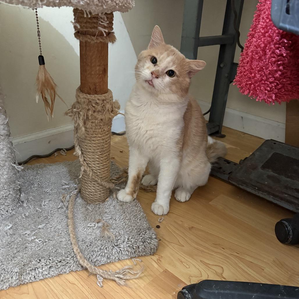 Tails — thumbnail 4