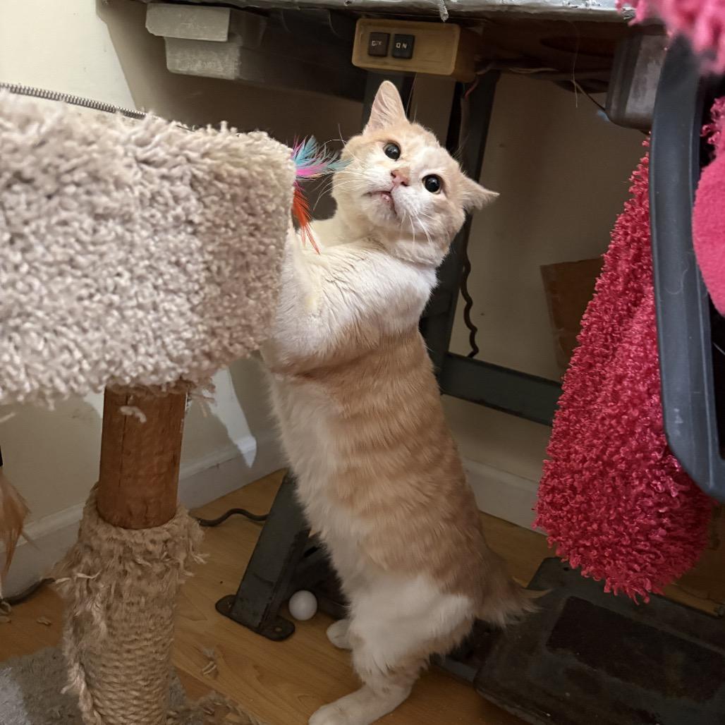 Tails — thumbnail 5