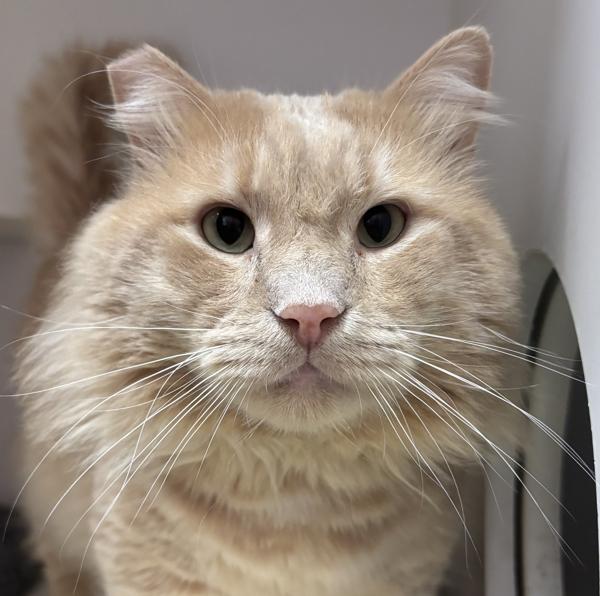 Enlarge Conan (mcas), a Adoptable mixed breed in Troutdale, OR image 3/6