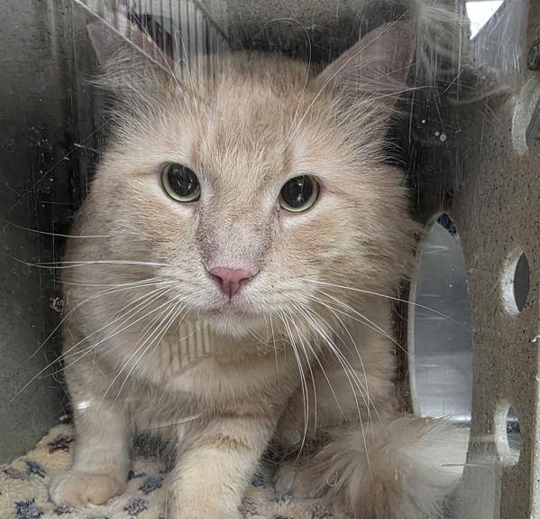 Enlarge Conan (mcas), a Adoptable mixed breed in Troutdale, OR image 4/6