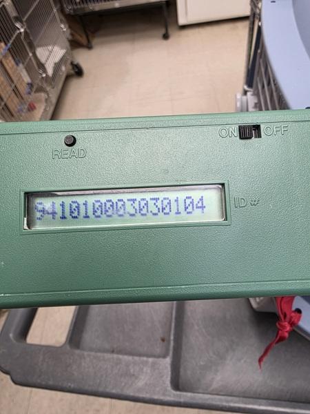 Enlarge Conan (mcas), a Adoptable mixed breed in Troutdale, OR image 6/6