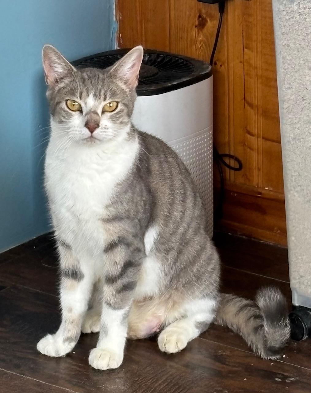 Silver, ADOPTABLE, Adult Female Domestic Short Hair.