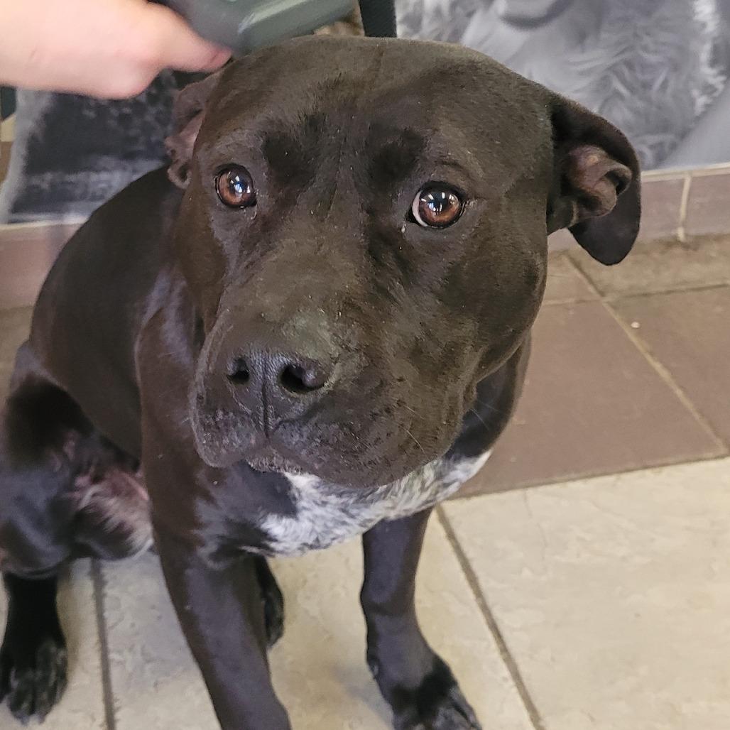 02/28/2026-Stray-ForrestDrive