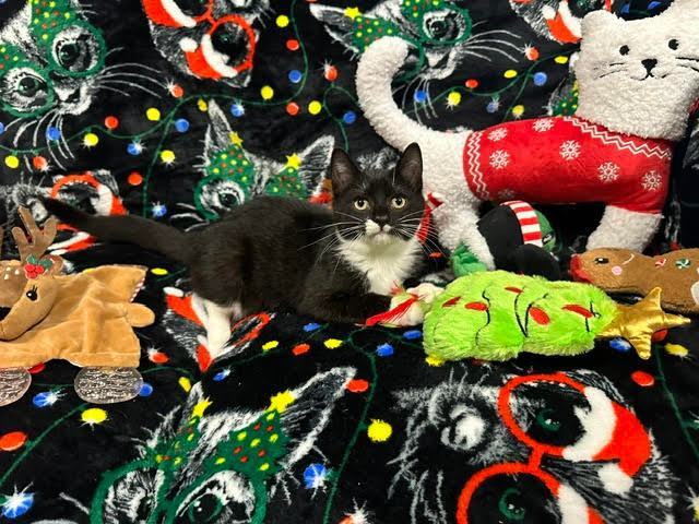 Pluto, a Adopted Domestic Short Hair in Yonkers, NY image 1/6